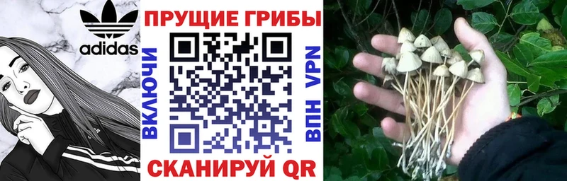 купить закладку  Кубинка  Псилоцибиновые грибы Psilocybe 